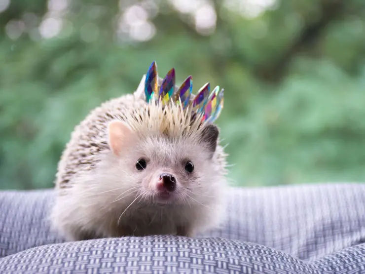 Individuelle Gesundheitsleistungen (IGeL)